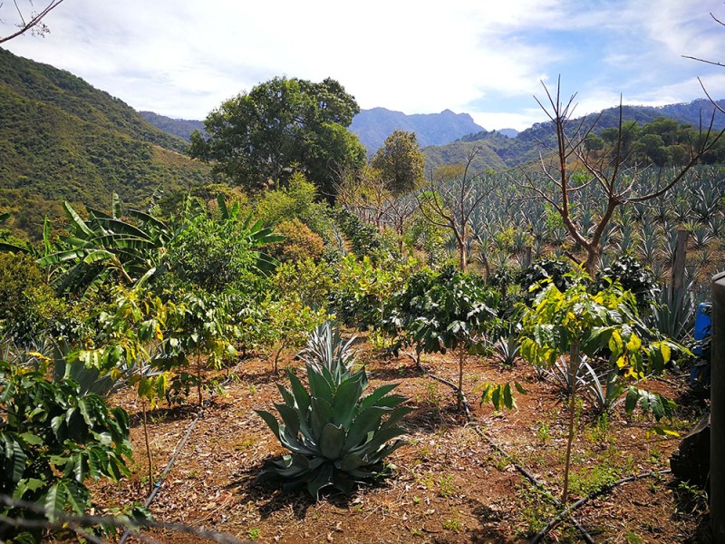 Plantaciones de café con Agave