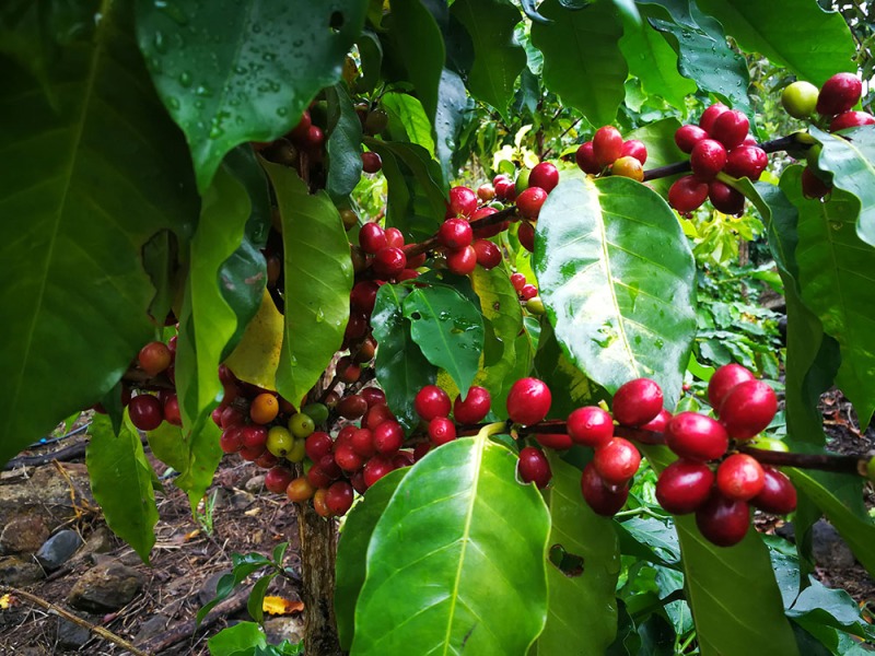 Grano de café