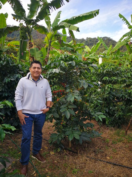 Plantaciones de café